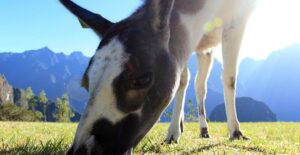 What animals are in the Peruvian jungle?