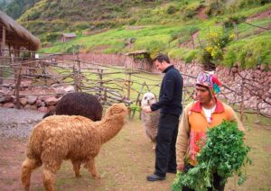 sacred valley alpacas