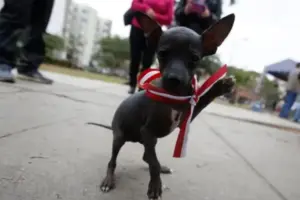 The Peruvian Hairless Dog