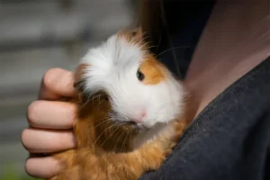 peruvian guinea pig