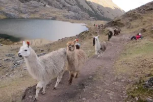 lares trek in april