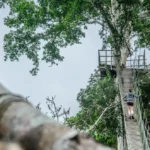 canopy walk