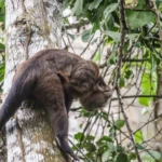 fauna tambopata