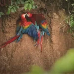 loros